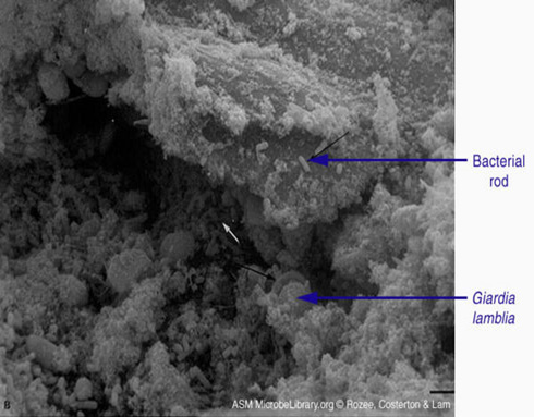Filamentous bacteria and Giardia lamblia