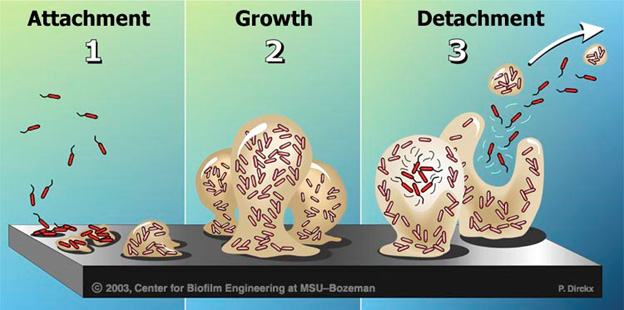 Quorum sensing