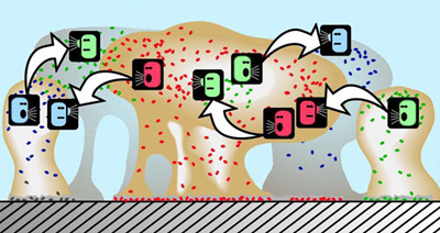 Quorum sensing Sessile cells in a biofilm “talk” to each other via quorum sensing to build micro colonies and to keep water channels open. Source: Center for Biofilm Engineering, Montana State University-Bozeman